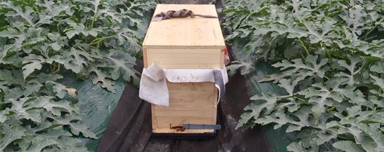 수박 온실 내부에 꿀벌 벌무리를 설치한 모습.