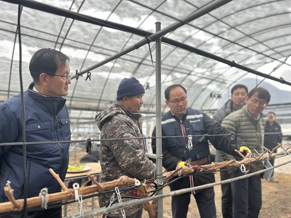 이상호 농촌진흥청 기획조정관(왼쪽 첫번째)은 탈북농업인 포도 재배현장을 살피고, 토양관리 및 포도 가지치기 현장 연시를 참관했다.