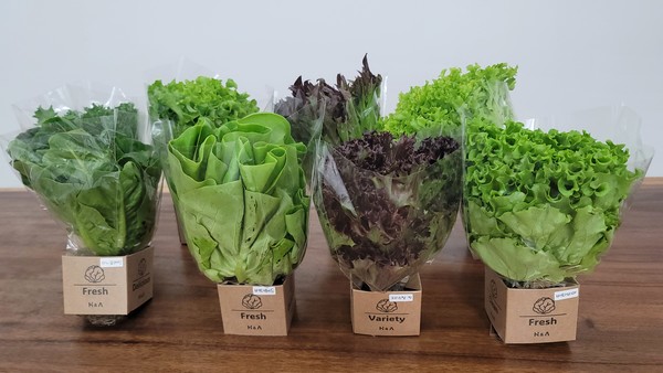 에이치앤에이의 바타비아, 버터헤드, 멀티리프, 미니로메인 등 유러피안 프리미엄 엽채류 상품 모습. 에이치앤이의 독특한 꽃다발 모양 포장은 디자인 특허 출원을 마쳤다.