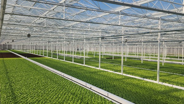에이치앤에이 스마트팜 온실 내부 모습