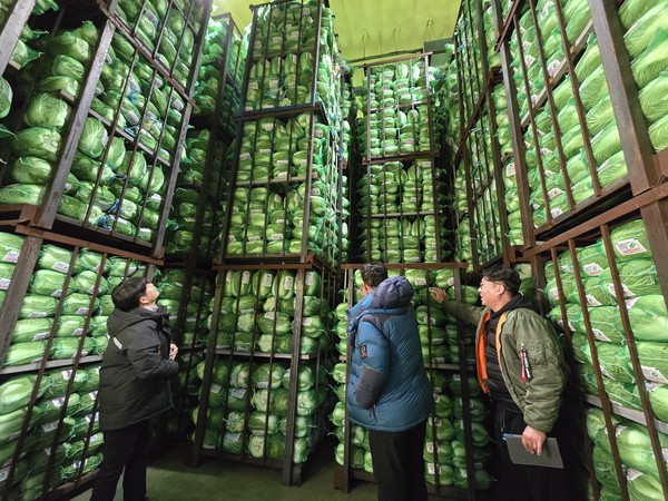 전남 진도·해남 지역의 저장 배추 물량은 정식·생육기 기상 악화로 작황이 부진해 평년보다 20% 정도 줄어들 것으로 예상된다. 이에 생산자·유통인들은 다음 달까지 현재 시세가 유지, 소폭 상승하다 봄배추가 출하되며 하향 안정될 것으로 내다봤다.