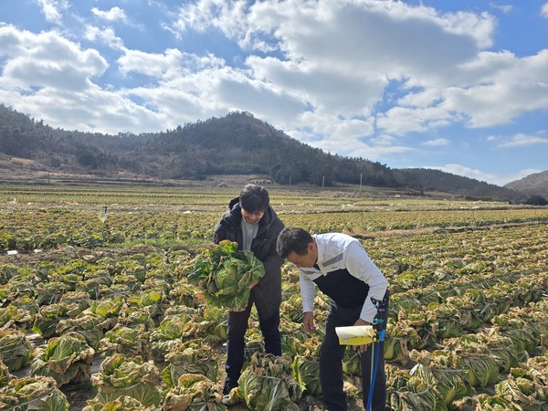 지난 겨울 배추 생육기간 동안 일조량 부족 등 기상 문제는 있었지만 심각한 병해가 발생하지는 않아 상품 배추의 경우 결구가 잘돼 상품성은 높은 것으로 확인됐다.