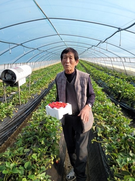카르베 미생물 비료로 딸기농사를 짓는 충남 논산 김일호 전 논산지역 농민회 회장