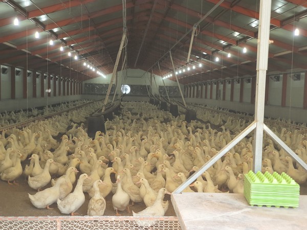 오리 농장 내부 모습. 사진은 본 기사와 직접적인 관련이 없음.