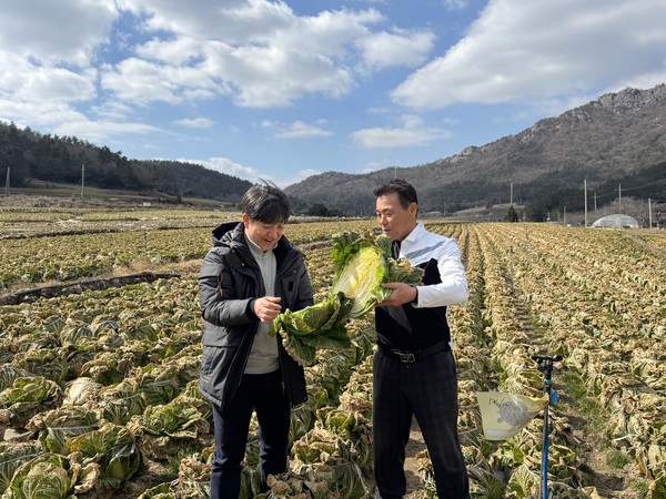 올해산 겨울배추 저장 물량은 평년에 비해 소폭 감소하지만 상품성엔 큰 문제가 없는 것으로 파악됐다. 사진은 대아청과 관계자와 생산자가 산지의 배추를 살펴보는 모습.