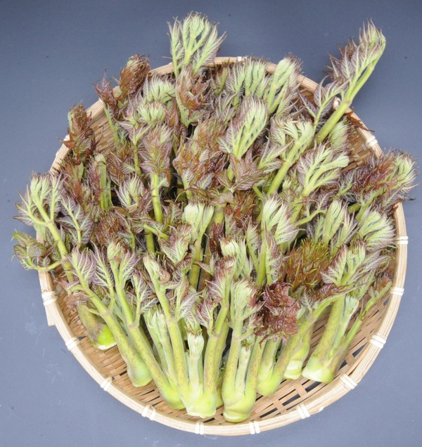 '서춘' 두릅 품종