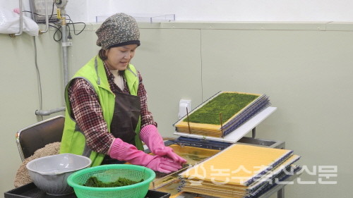 중왕어촌계는 정부의 정책사업을 통해 3000만 원에 불과했던 감태의 매출액을 13억 원대까지 늘렸다. 사진은 감태 건조작업을 하고 있는 중왕마을 주민.