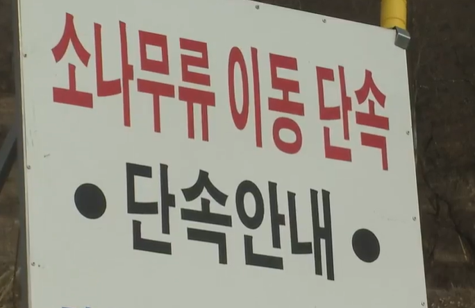 소나무류 이동 단속