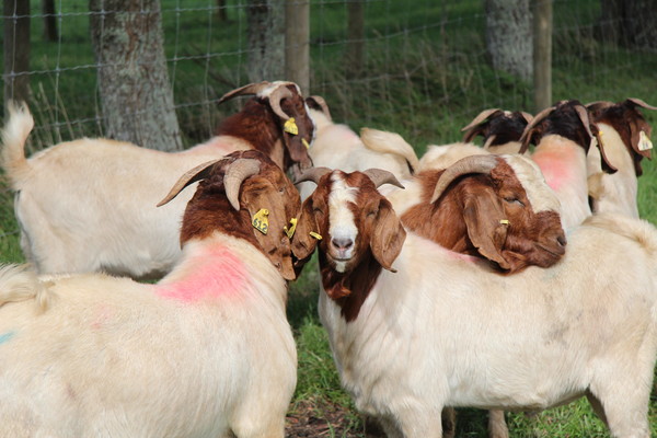 뉴질랜드 현지 목장의 보어 모습. [본 사진은 기사와 무관함.]
