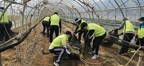 서울농협 직원들은 발대식 종료 후 뽕나무 농가를 찾아 하우스 및 농지 정리, 잡초 제거 등 일손돕기를 실시했다.