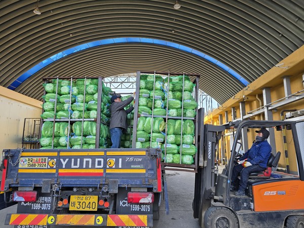 한국농촌경제연구원에 따르면 올해 겨울배추 저장량은 7만7000톤으로 지난해와 평년 대비 각각 3.1%, 7.1% 감소한 것으로 나타났다. 사진은 전남 지역의 배추 저장 작업 모습.