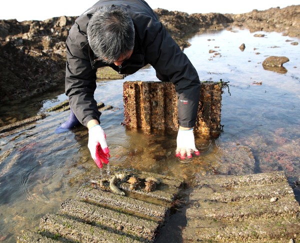 해삼 수확하는 모습