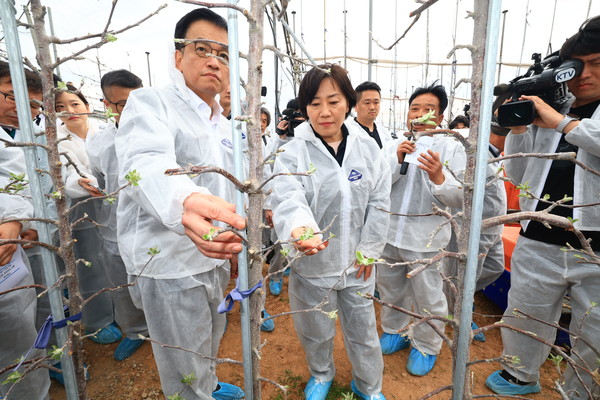 최상목 부총리 겸 기획재정부 장관(왼쪽)과 송미령 농식품부 장관(오른쪽)이 사과 과수원에서 사과 생육상황을 살피고 있다.
