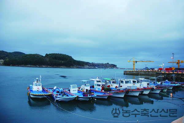 FRP어선은 가볍고 튼튼한데다 유지보수가 쉬워 1980년대 이후 선질개량사업을 통해 빠르게 확산됐다. 사진은 어항에 정박중인 FRP어선.