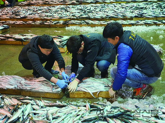 TAC제도가 외형적 성장을 거듭하고 있지만 낮은 소진율 문제로 어업관리제도로써의 기능을 하지 못한다는 지적이 제기되고 있다. 사진은 한국수산자원공단 소속 수산자원조사원들이 산지위판장에서 어획량을 조사하고 있는 모습.