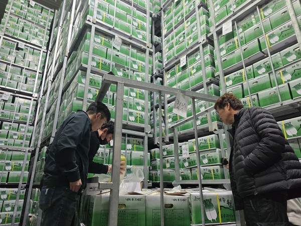 대아청과는 지난 9~11일 경남과 전남·북 지역에서 월동무 전수조사를 진행해 저장물량과 상품 품위, 산지 동향 등을 점검했다. 사진은 대아청과 경매사들이 저장된 월동무를 확인하는 모습.