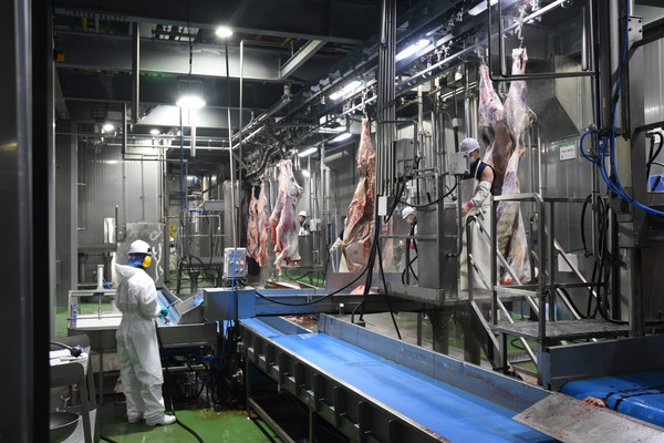 농협경제지주 축산물도매분사는 올해 4대 공판장 경영 개선을 추진하고 있다. 사진은 나주축산물공판장 소 도축라인 모습.