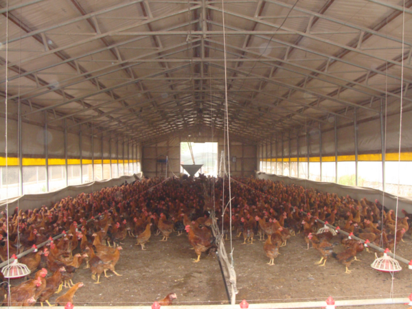 사진은 본 기사와 직접적인 관련은 없음. [제공 한국토종닭협회].