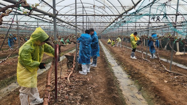 일손돕기에 참여한 예금보험공사와 서울농협 임직원들은 포도나무 껍질 벗기기, 그물망 설치 등 농작업으로 구슬땀을 흘렸다.