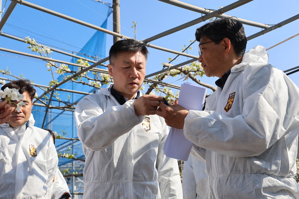 지난 15일 박범수 농림축산식품부 차관은 전남 나주를 방문해 배 생육 상황을 점검했다.