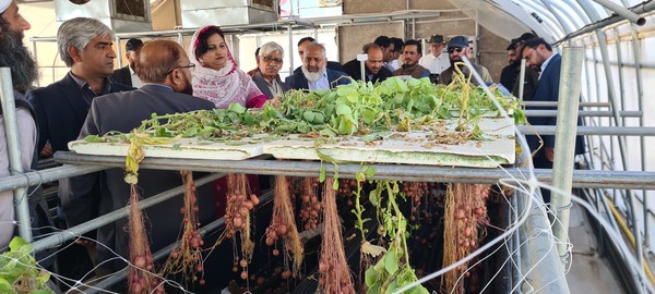 KOPIA는 파키스탄의 씨감자 자급률을 높이기 위한 무병씨감자 생산체계를 구축, 지난해 기준 총 520만 개를 생산하는 성과를 보였다. 사진은 씨감자 수확 현장 연시회 모습.