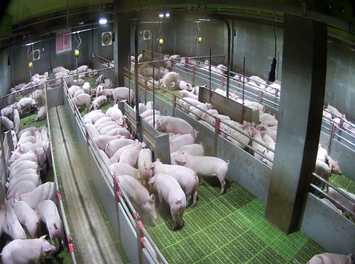 돈방별 음향탐지기가 설치된 양돈장 모습.