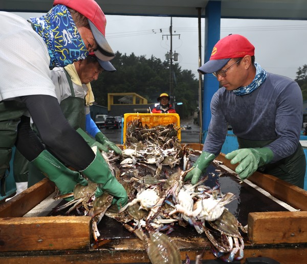 지난해 8월 21일 근흥면 채석포항 위판장에서 꽃게 작업하는모습.