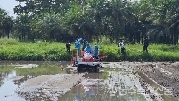 . KOPIA 세네갈센터의 현장 기계이앙 기술 실습 등은 현지 생산량 향상에 기여하고 있다.