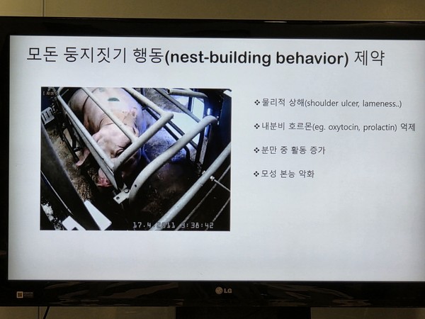 연구결과 모돈 둥지짓기 행동을 제약하지 않고 여건을 만들어 주면 모돈의 혈중 옥시토신, 플로락틴이 높아지고 생시자돈의 면약상태가 좋아지며 모성행동도 강화돼 생후24시간 새끼돼지 페사가 감소하는 것으로 나타났다.