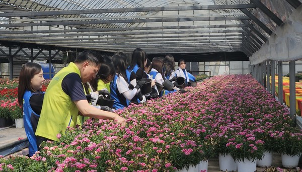 서울농협은 30일 NH농협은행 신규직원과 일손이 부족한 카네이션 농가를 찾아 카네이션 선별작업 등 농촌일손돕기를 실시했다.
