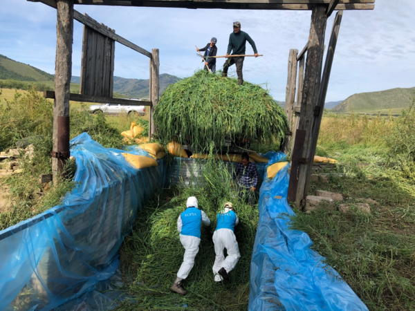 해외농업기술개발사업(KOPIA) 몽골센터는 지난 10년간 몽골 현지에서 농업생산 기반을 강화하고 사료 지급 체계를 구축하기 위해 조사료 자급 지원과 발효사료 보급, 밀종자 보급 등에 힘썼다.