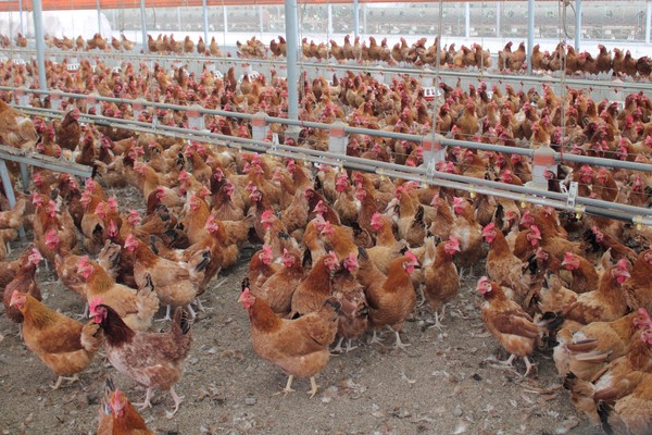 우리맛닭 종계 암컷.