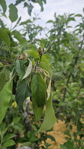 5월 12일 18시 기준, 충북 충주의 사과 과수원 1곳에서 과수화상병 발생이 확인됐다. 사진은 현장에서 발견된 과수화상병 증상.
