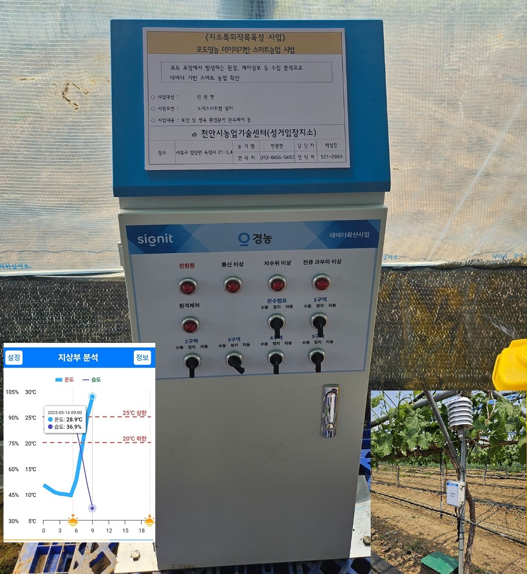 천안시농업기술센터 성거입장지소가 포도 노지스마트팜 통합 모니터링을 추진, 현장에서 실시간 환경 데이터를 수집·분석하고 있다.