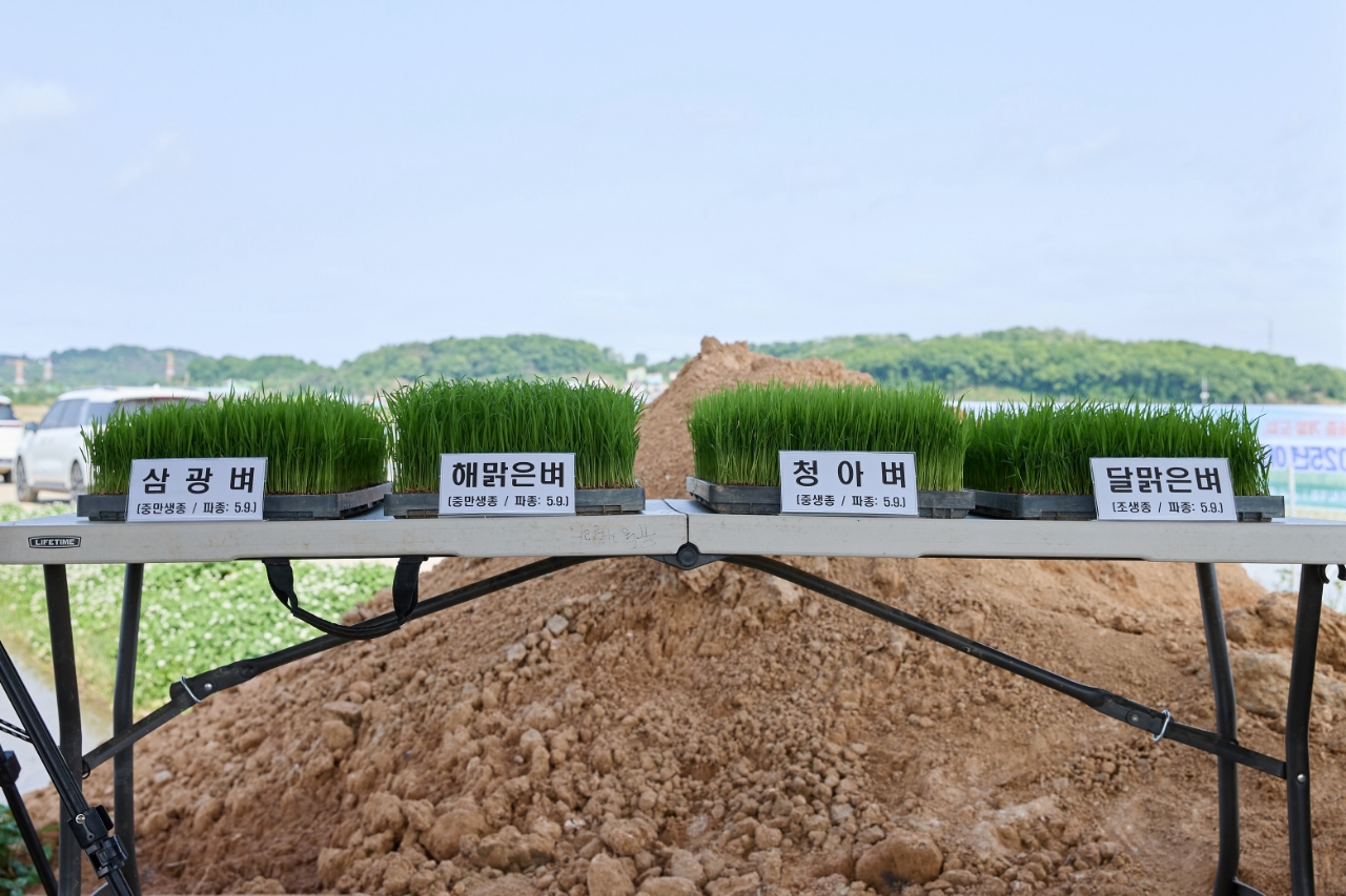 이번 이앙 행사에서 비교 전시된 주요 벼 품종 육묘