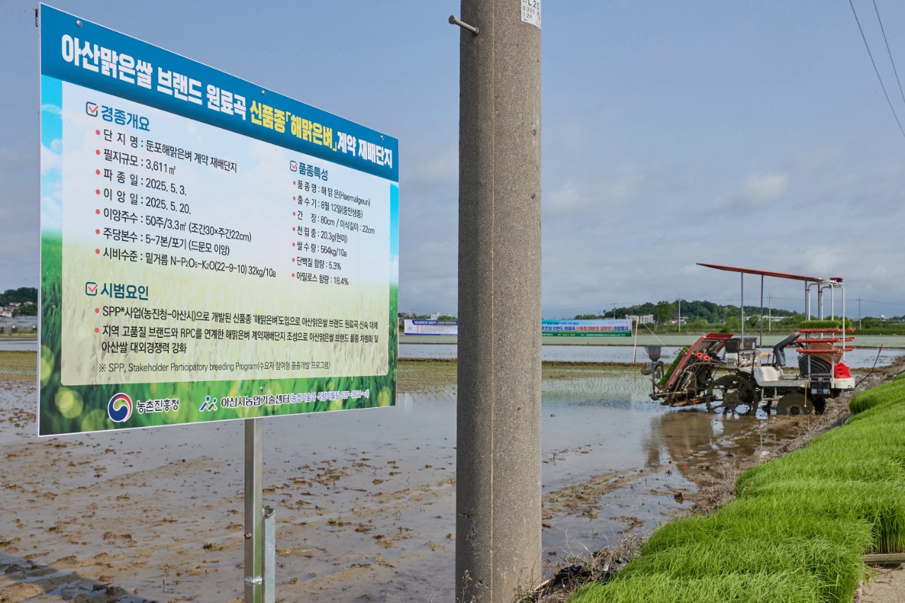 아산맑은쌀 원료곡 ‘해맑은벼’와 ‘달맑은벼’ 이앙행사가 열리고 있는 두포면 신법리 논