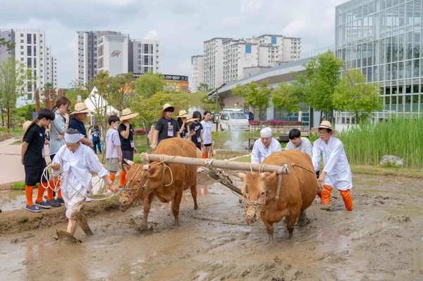 겨릿소 써레질 시연 모습.