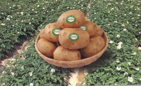 경북 고령 개진감자와 하우스 재배포장