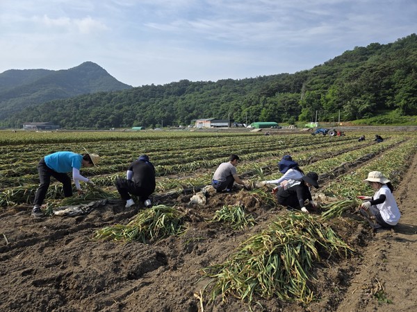 경북 고령군 문화유산과에서 마늘 농가를 방문해 일손을 돕는 모습