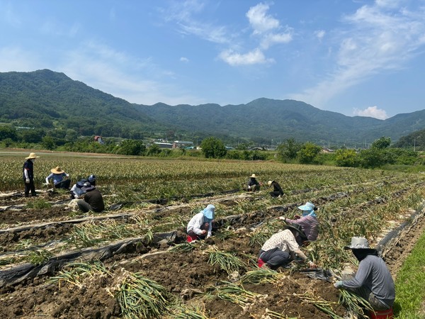 경북 고령군 대가야읍 직원들이 마늘 농가에서 일손을 돕고 있다.