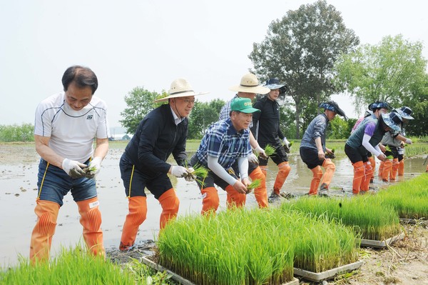 맹석인 농협서울본부장(왼쪽에서 두번째)과 장순석 조합장(왼쪽에서 세번째)이 전통 모내기를 하고 있다.