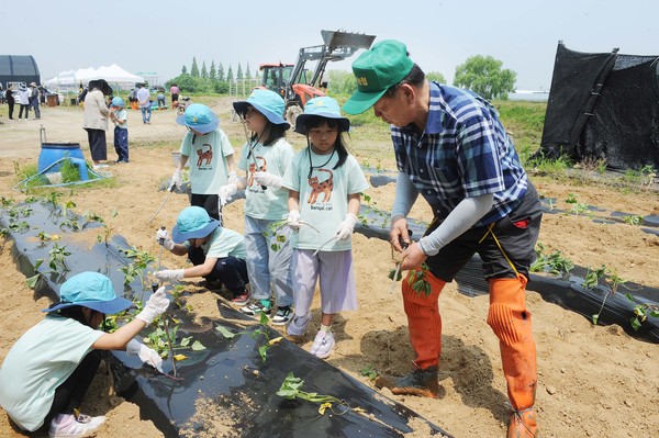 어린이들과 고구마 순 심기 체험하는 장순석 조합장.