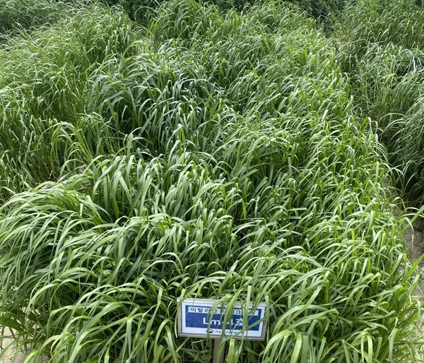 축과원이 개발한 풀사료 '스파이더'