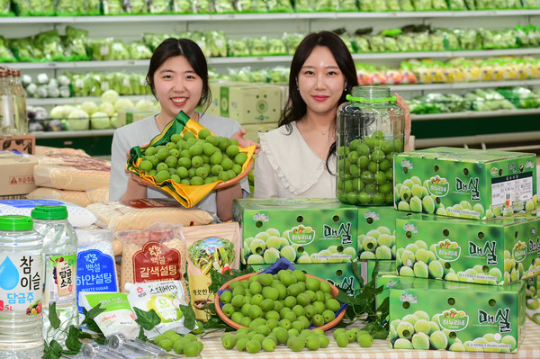 지난 1일 서울 서초구 하나로마트 양재점에서 모델들이 올해 처음 출하된 매실을 선보이고 있다.