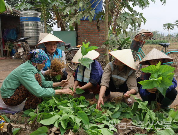 해외농업기술개발(KOPIA) 베트남센터는 베트남 농가의 주요 소득원인 양잠의 경쟁력 강화를 위해 누에 신품종 도입, 병해충 방제, 재배기술 지도 등과 더불어 땅콩 우량품종도 보급하며 베트남 농업 발전에 기여하고 있다.