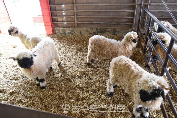 소비자들의 다양한 체험을 위해 도입된 검은 코 양.