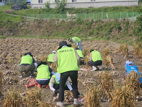 NH농협 고령군지부 임직원과 농가주부모임이 함께 마늘 농가에서 구슬땀을 흘리며 일손을 돕고 있다.