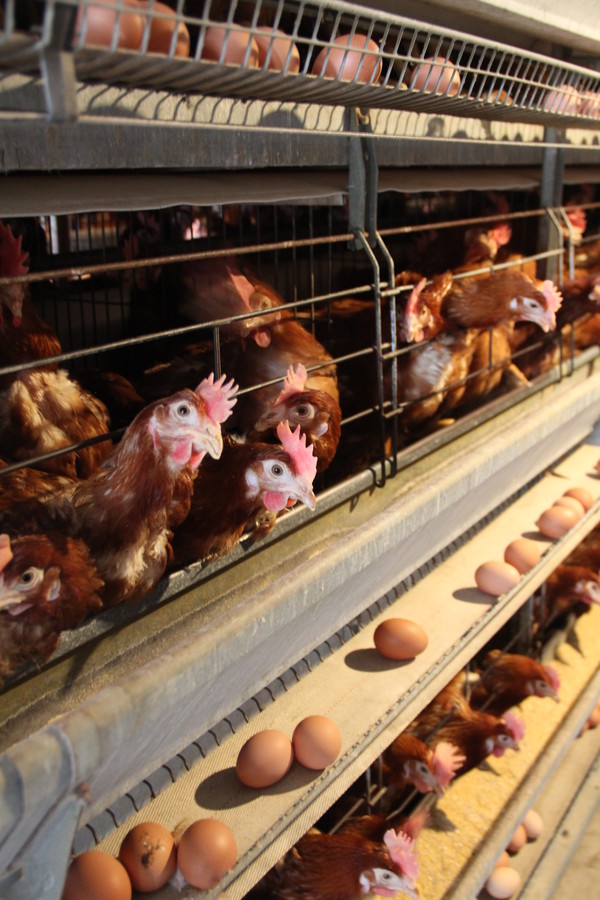 산란계 축사 모습. 사진은 기사와 관련 없음.