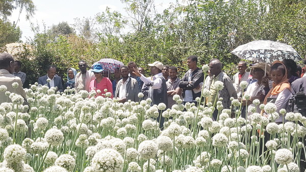 KOPIA 에티오피아센터는 에티오피아 농업인의 수입 안정을 위해 병충해에 강한 우수한 양파 품종 보급·확산에 나서고 있다. 사진은 앙파종자 수확 모습.