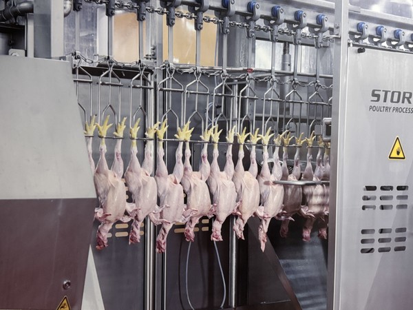 사진은 기사의 특정내용과 관련 없음. 국내 모 도계장의 닭고기 도계 모습.